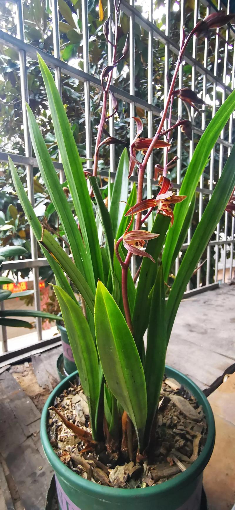 墨兰什么品种开花好看-图1