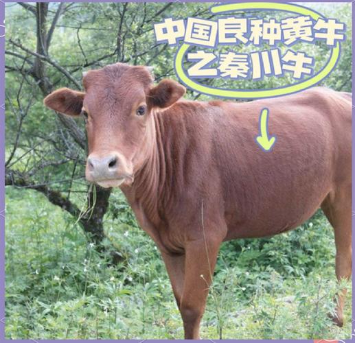 全国黄牛的品种有哪些-图1