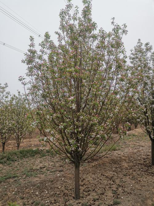 海棠树有哪些常见品种？-图3