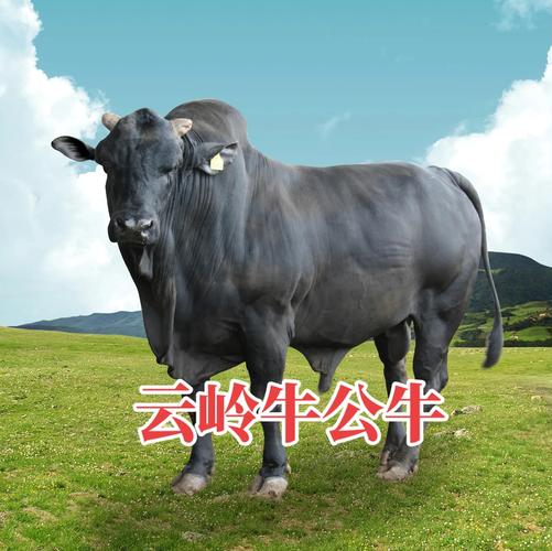 当前养啥肉牛品种最划算？-图3