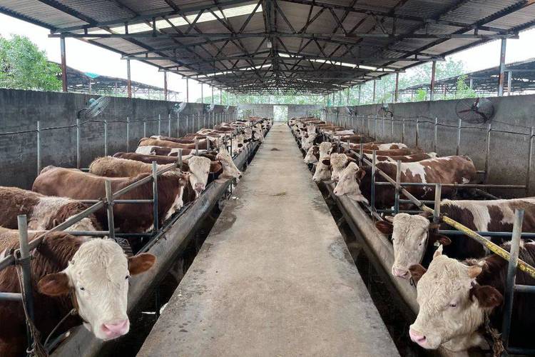 当前养啥肉牛品种最划算？-图2