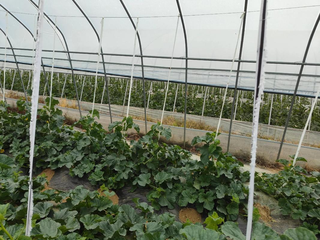 秋季大棚甜瓜种植咋管理？-图1