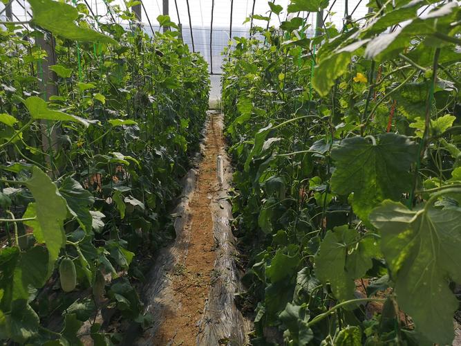 秋季大棚甜瓜种植咋管理？-图3