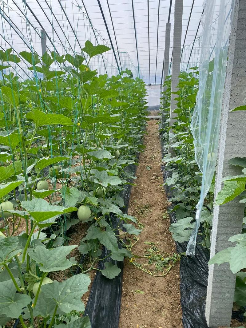秋季大棚甜瓜种植咋管理？-图2