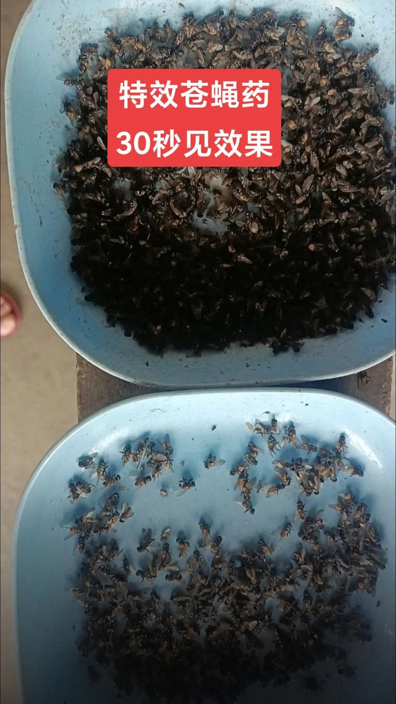 野生苍蝇养殖技术视频-图1