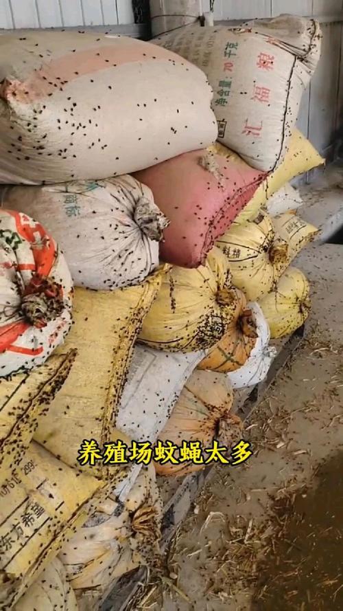 野生苍蝇养殖技术视频-图2