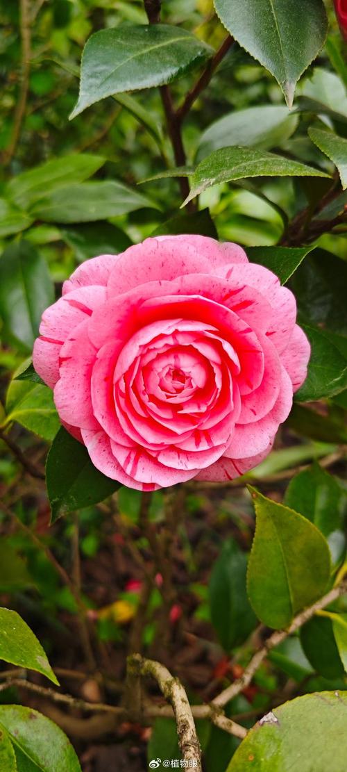 有香味的茶花品种粉色-图1