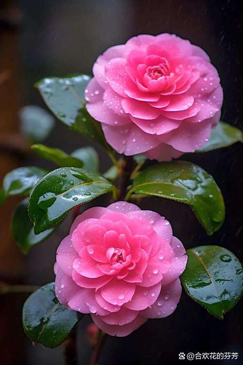 有香味的茶花品种粉色-图2