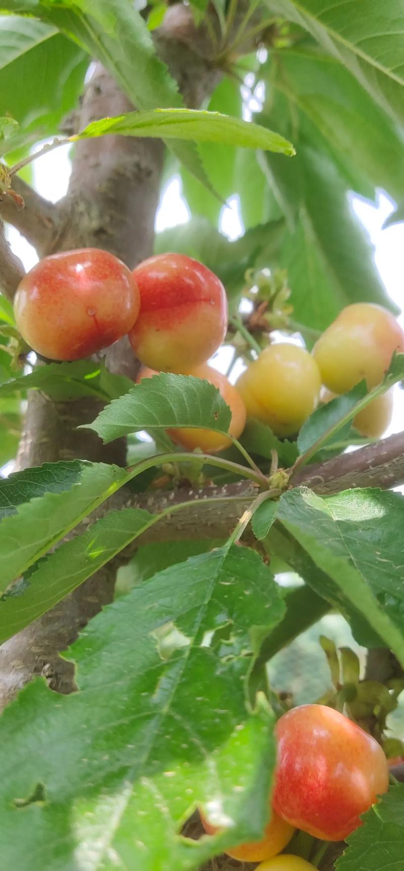 樱桃什么品种高产又优质？-图3