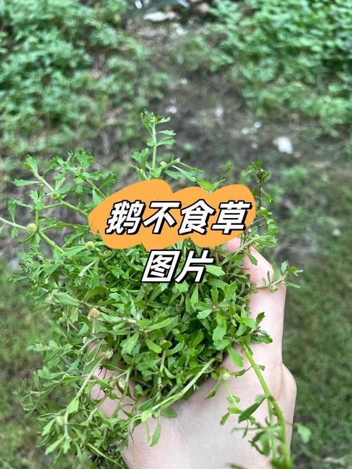 哪些牧草品种最适合养鹅？-图1