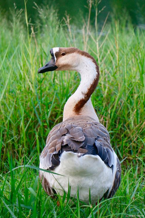 哪些牧草品种最适合养鹅？-图2