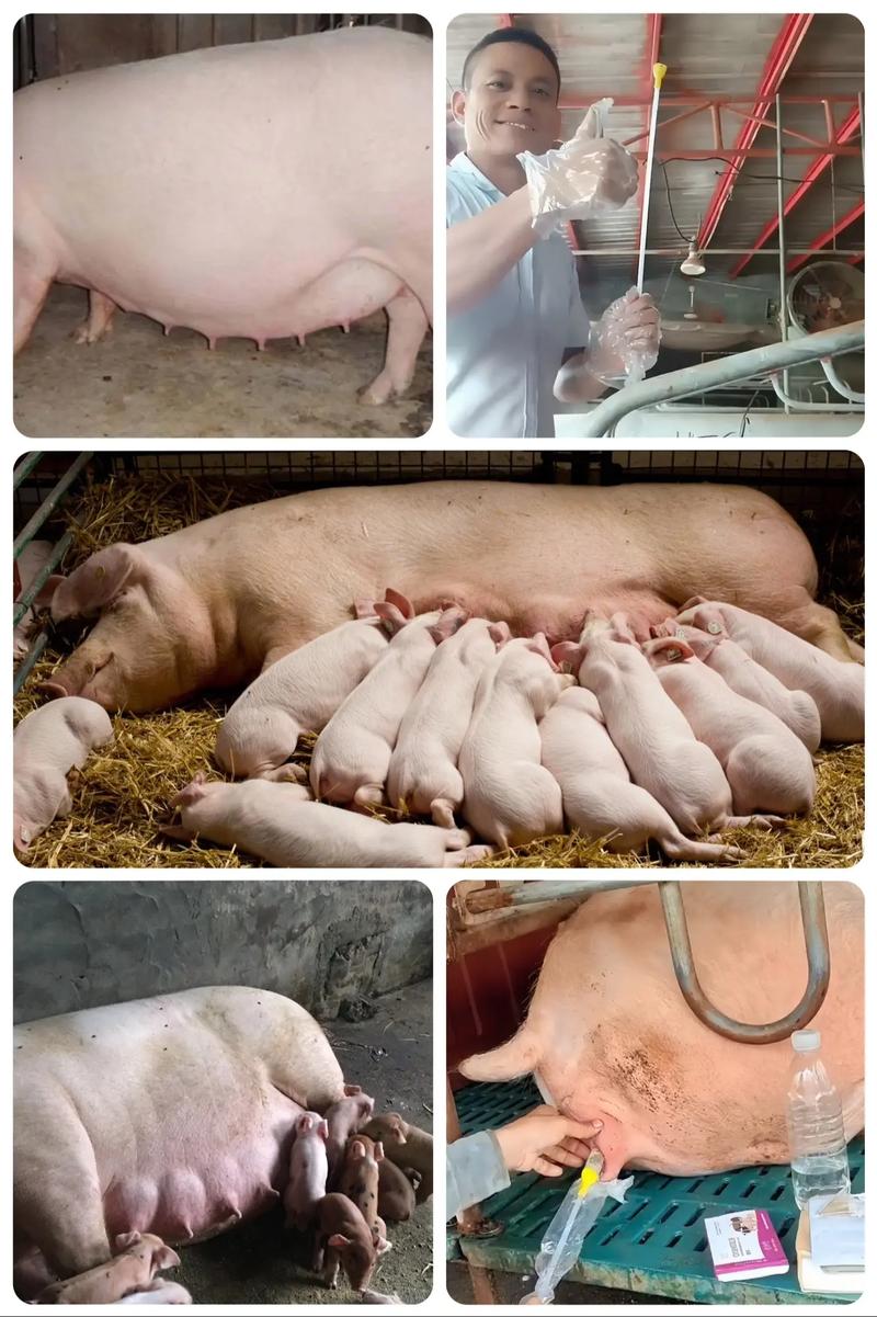 母猪养猪最新养殖技术-图2