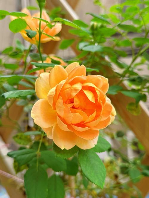 月季那个品种花色最好-图1