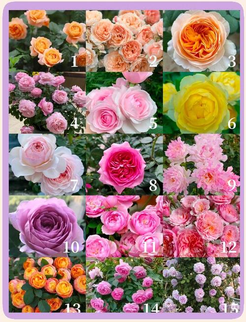 月季那个品种花色最好-图2