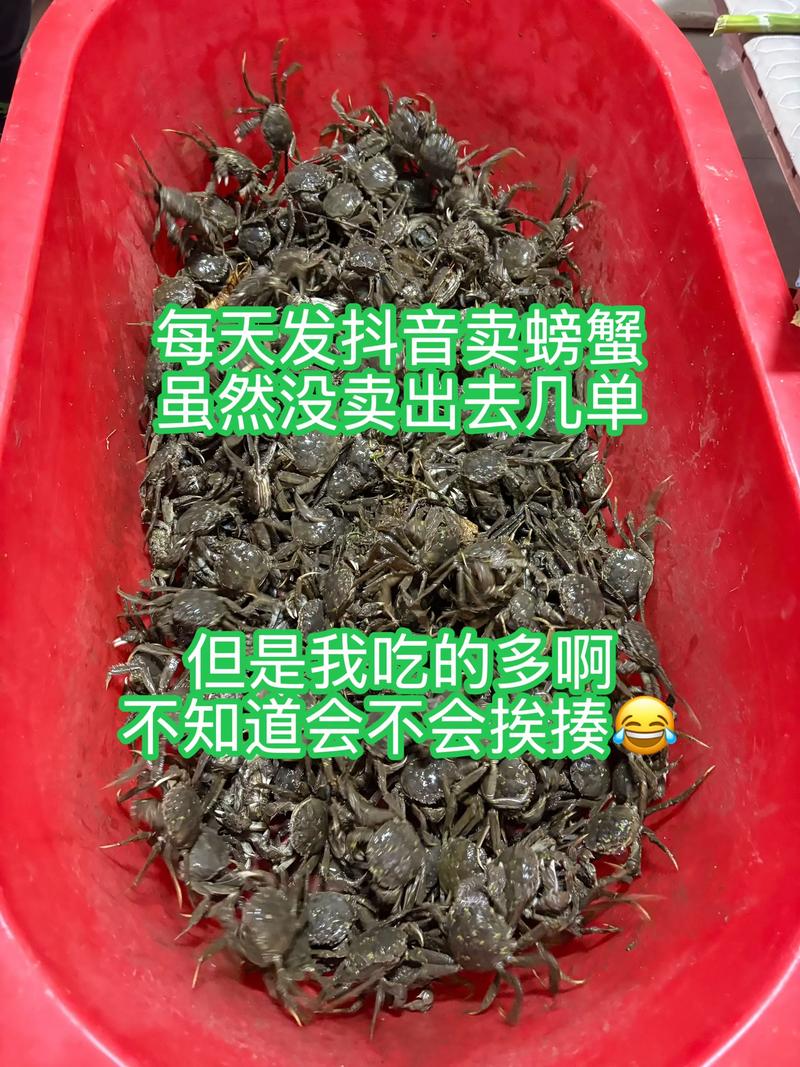 盘锦稻田蟹今日价格多少钱一斤？-图1