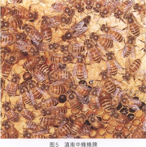 海南中蜂什么品种耐热-图2