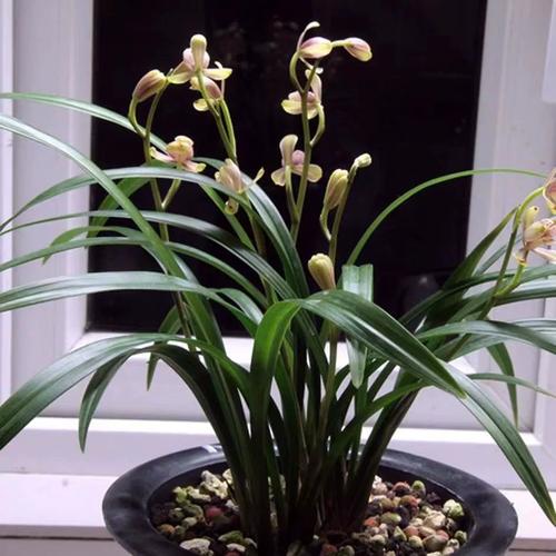 建兰好品种哪些好养活-图2