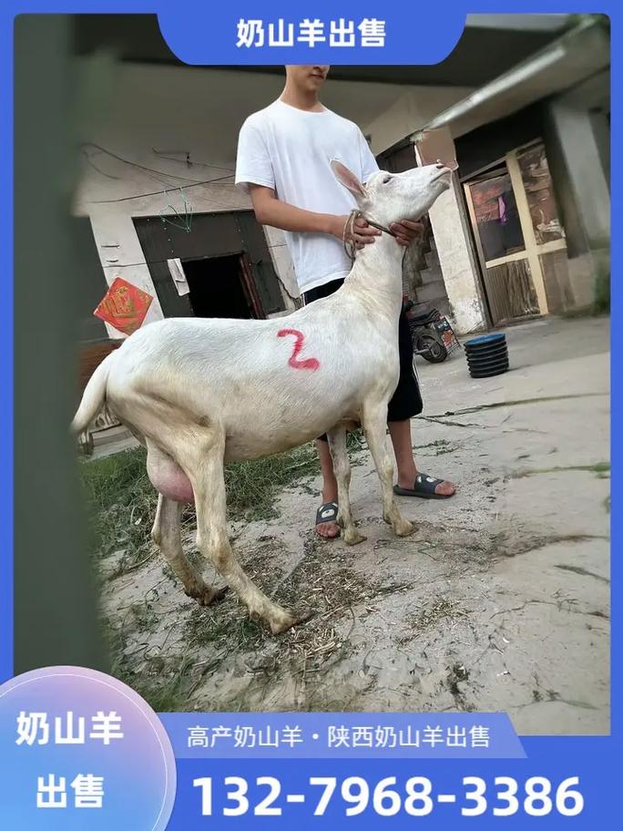 云南最好的奶山羊品种-图1 云南最好的奶山羊品种-图1