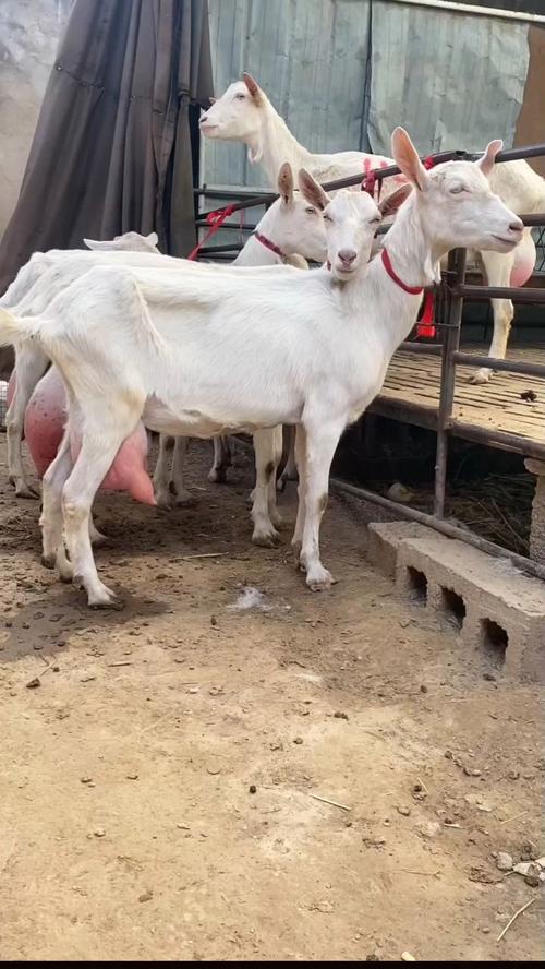 云南最好的奶山羊品种-图3 云南最好的奶山羊品种-图3