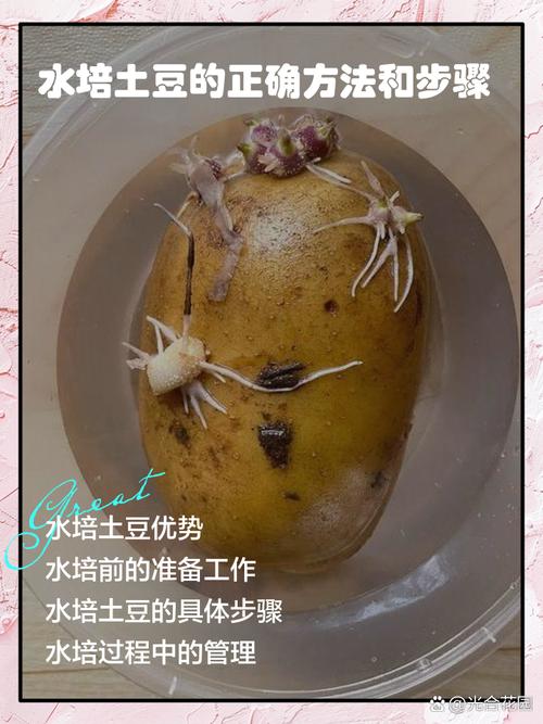 马铃薯浇水的技术方法-图1