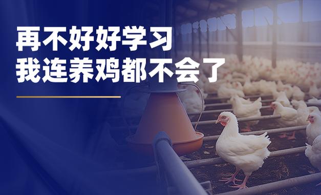 免费学养鸡技术，靠谱吗？-图2