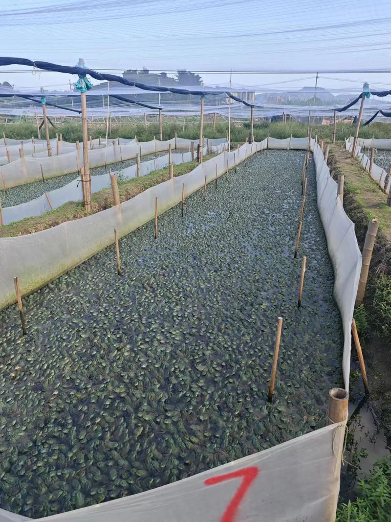 河南最新水产养殖技术-图2