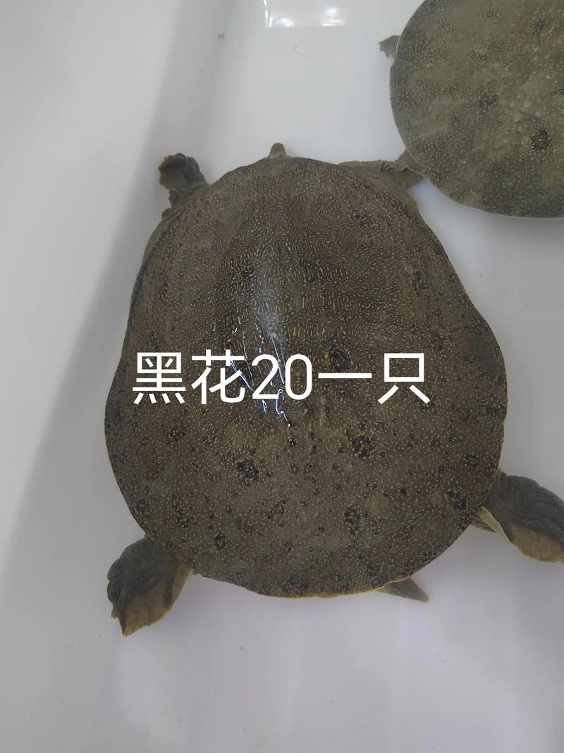 今日外塘日本甲鱼价格多少钱？-图1