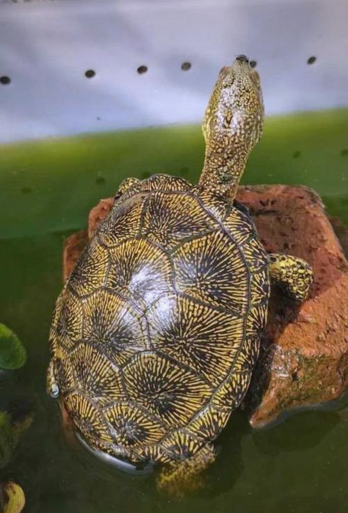 2025年欧泽龟价格会涨还是跌？-图1