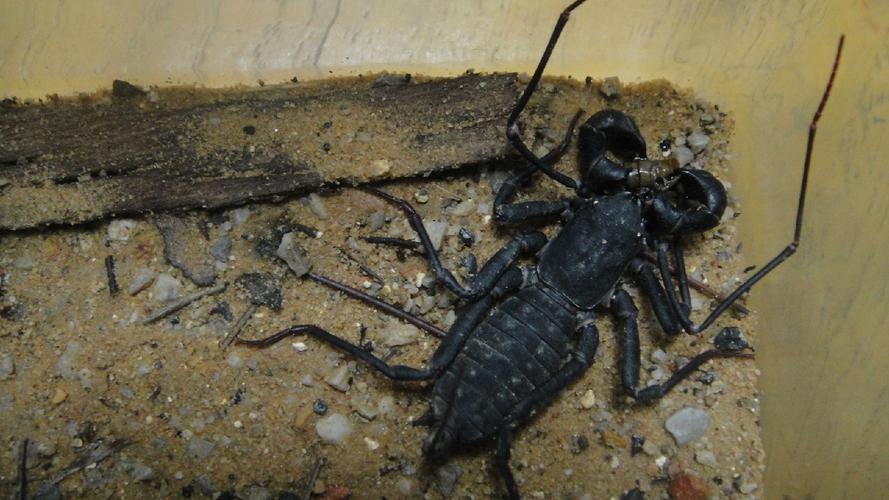 山上的蝎子是什么品种-图1