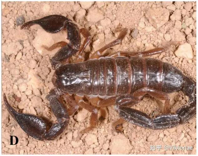 山上的蝎子是什么品种-图3