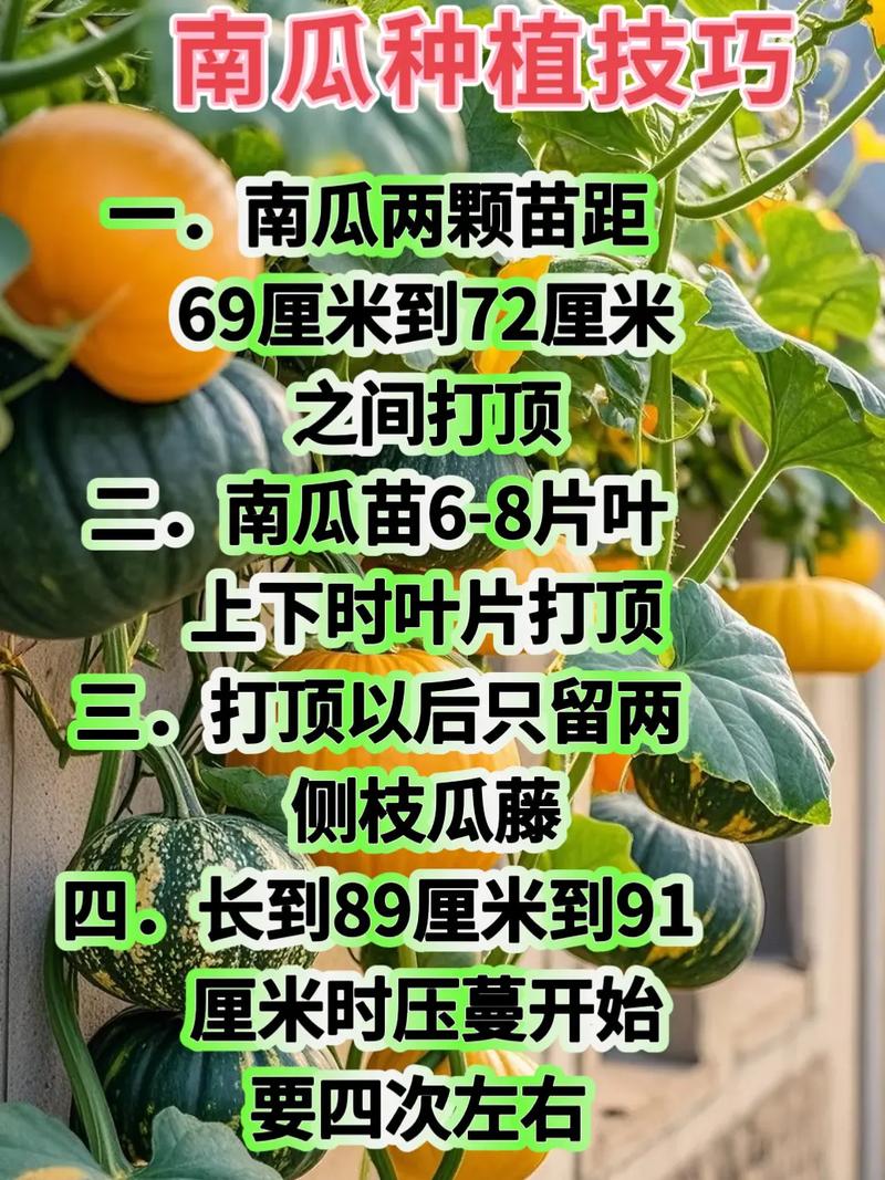 高产南瓜种植技术视频，如何高效种植？-图1