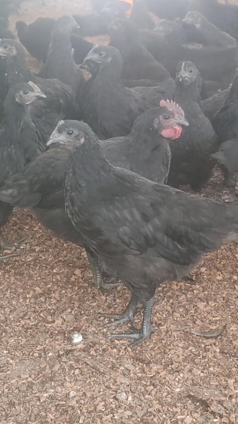 绿壳蛋鸡哪个品种最好？-图1