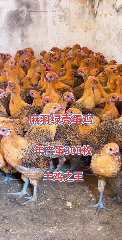 绿壳蛋鸡哪个品种最好？-图2