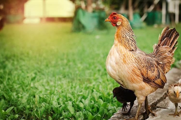 绿壳蛋鸡哪个品种最好？-图3