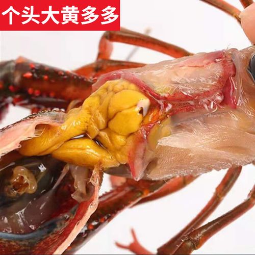 黑红色龙虾是什么品种？-图3