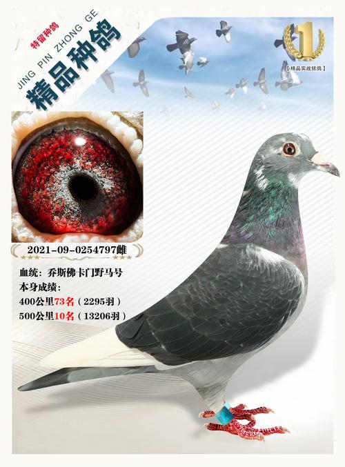 哪种品种的鸽子最值钱-图2