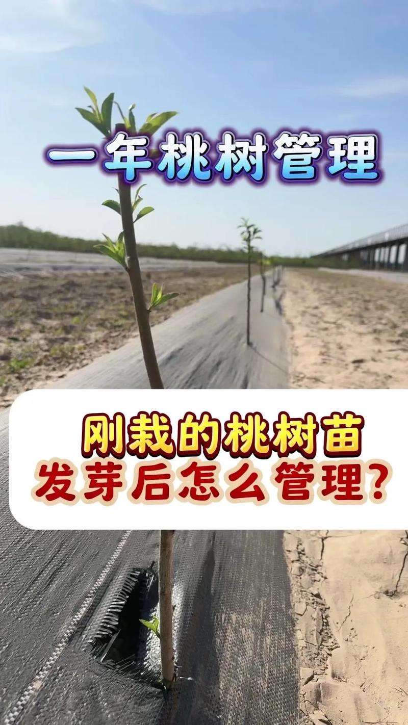 南方桃子怎么种植技术-图2