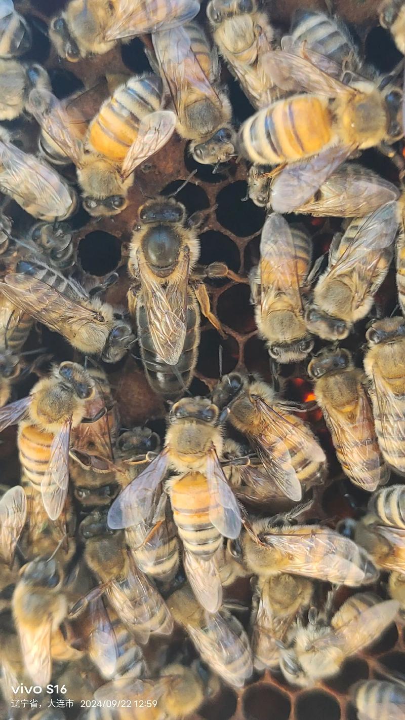 蜜蜂培训蜂王技术视频-图1