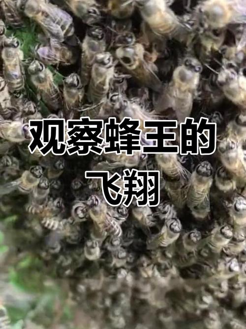 蜜蜂培训蜂王技术视频-图3