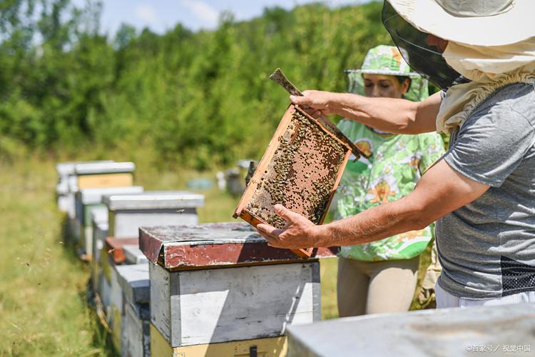 蜜蜂培训蜂王技术视频-图2