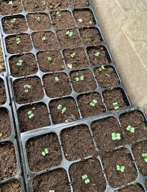 秋冬大棚甘蓝如何高效种植？-图2