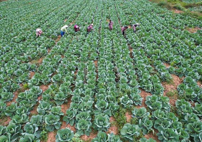 秋冬大棚甘蓝如何高效种植？-图3