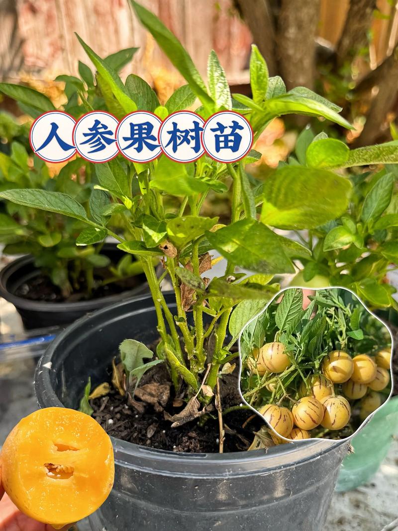 花盆种植人参种植技术-图2
