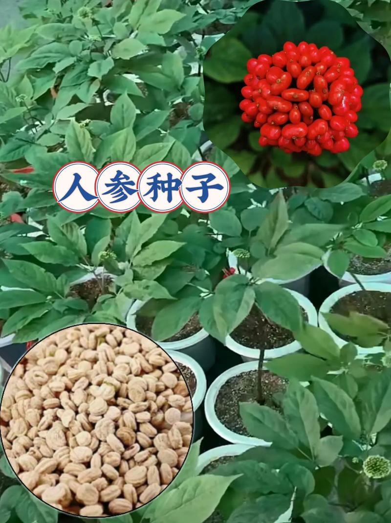 花盆种植人参种植技术-图1