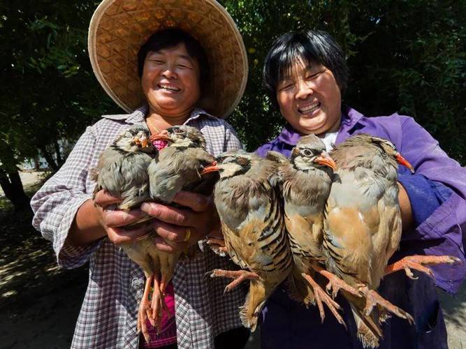 农村合作野鸡养殖技术-图1