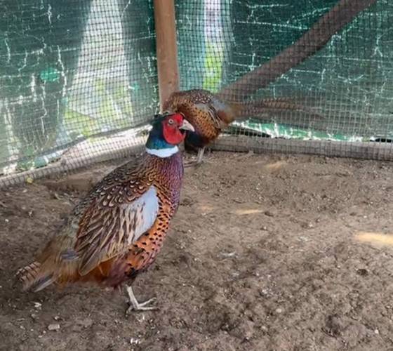 农村合作野鸡养殖技术-图2