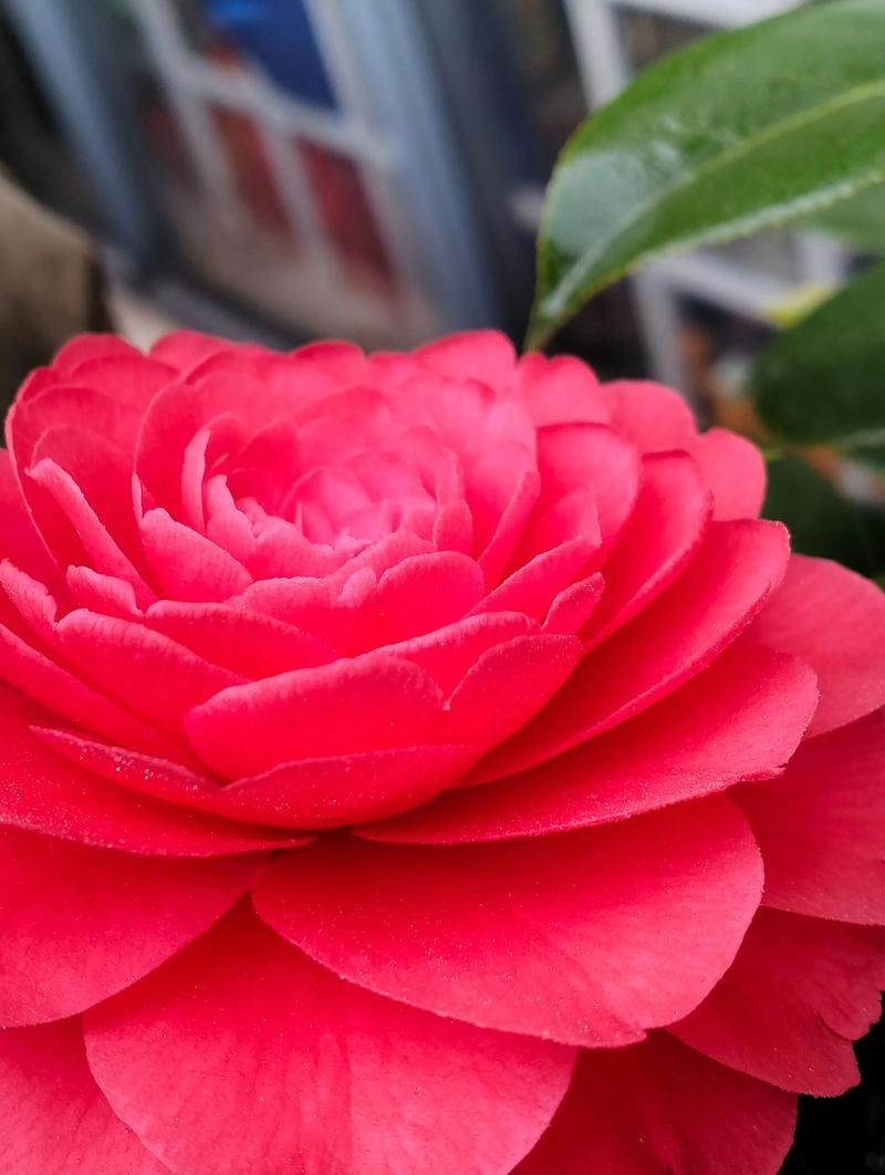 红色花品种有哪些？-图1