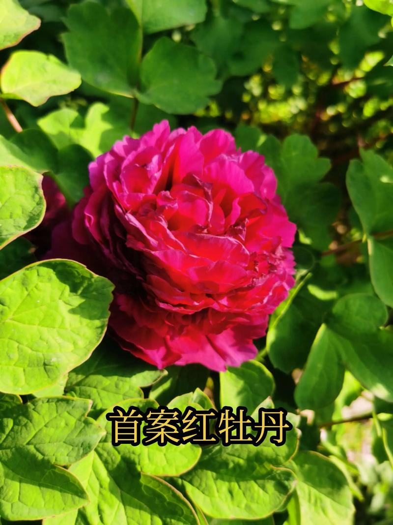 红色花品种有哪些？-图2