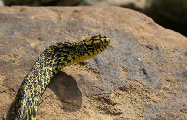 菜花蛇价格及养殖方法-图2