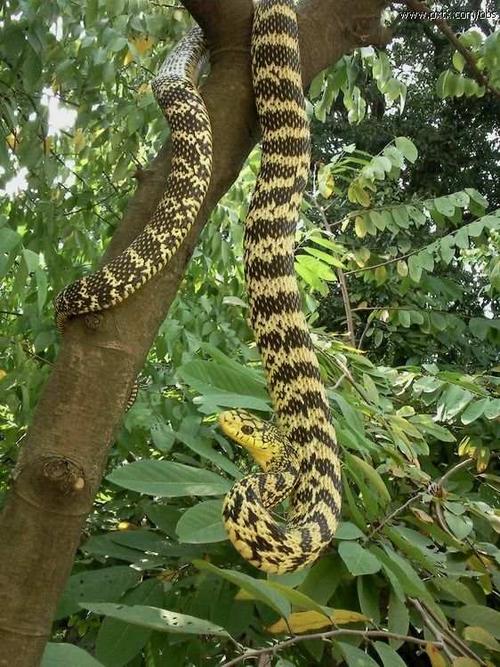 菜花蛇价格及养殖方法-图3